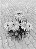 Rudbeckia%20hirta%20L.%20%27BullRudihir%20116%27