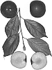 Interspecific%20Prunus%20%27FLAVOR%20BELLE%27