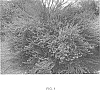 Leucophyllum%20frutescens%20X%20laevigatum%20%27Purple%20Rain%27