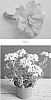 Verbena%20hybrida%20%27VEAZ0065%27