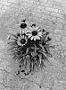 Echinacea%20purpurea%20%27BullEchipur%20108%27