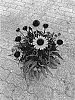 Echinacea%20purpurea%20%27BullEchipur%20109%27