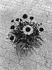 Echinacea%20purpurea%20%27BullEchipur%20109%27