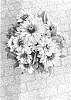 Rudbeckia%20hirta%20L.%20%27BullRudihir%20117%27