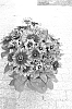 Rudbeckia%20hirta%20L.%20%27BullRudihir%20118%27