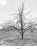 Malus%20domestica%20%27MD-TAP2%27