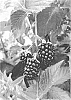 Rubus%20subgenus%20Rubus%20Watson%20%27APF-404T%27