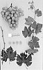 Vitis%20vinifera%20%27Sugra62%27