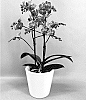 Phalaenopsis%20hybrid%20%27PHA858376%27