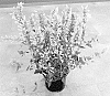 Agastache%20aurantiaca%20%27Doagabetama%27