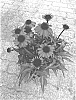 Echinacea%20purpurea%20%27BullEchipur%20107%27