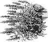 Salvia%20farinacea%20%27DSALSYFBN%27