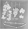 Vitis%20vinifera%20%27ARD45%27