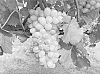 Vitis%20L.%20hybrid%20%27A-1400%27