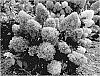 Hydrangea%20paniculata%20%27GRHPLF%27