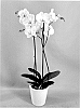 Phalaenopsis%20hybrid%20%27PHA773779%27