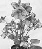 Helleborus%20orientalis%20X%20Helleborus%20ericsmithii%20%27ET%20EPB%20731%27