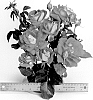 Rosa%20hybrida%20%27WEKmamoprela%27