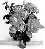 Rosa%20hybrida%20%27WEKmamoprela%27