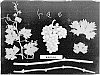 Vitis%20vinifera%20%27ARD44%27