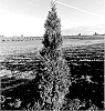 Thuja%20plicata%20x%20standishii%20%27INGGSP%27
