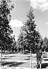 Quercus%20alba%20%27QAMTF%27