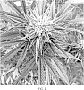 Cannabis%20plant%20named%20%27DRG3%27