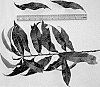 Prunus%20persica%20L.%20%27NJ362%27