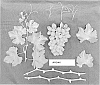 Vitis%20vinifera%20%27ARD46%27