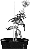 Veronica%20longifolia%20X%20Veronica%20spicata%20%27ALLVWAV%27