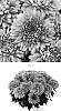 Chrysanthemum%20x%20morifolium%20%27CIDZ0116%27