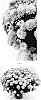 Chrysanthemum%20x%20morifolium%20%27CIFZ0107%27