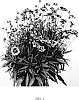 Coreopsis%20grandiflora%20%27MVNC1904%27