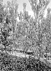 Prunus%20persica%20%28L.%29%20Batsch%20%27NECTARDALI%27