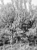 Prunus%20persica%20%28L.%29%20Batsch.%20%27SWEETJAZZY%27