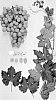 Vitis%20vinifera%20%27Sugra63%27