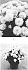 Chrysanthemum%20x%20morifolium%20%27CIFZ0089%27