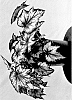 Begonia%20rex-cultorum%20%27BBEN033-0%27