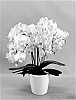 Phalaenopsis%20hybrid%20%27PHA777427%27