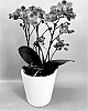 Phalaenopsis%20hybrid%20%27PHA227444%27
