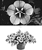 Calibrachoa%20hybrida%20%27CBRZ0046%27