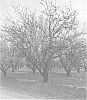 Prunus%20dulcis%20%27PY1%27