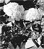 Hydrangea%20macrophylla%20%27Hokomaverde%27