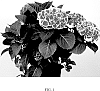 Hydrangea%20macrophylla%20%27Perla59361%27