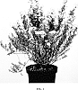 Olearia%20phlogopappa%20%27ARKPAP%27
