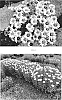 Leucanthemum%20superbum%20%27Flower%20Power%27