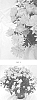 Chrysanthemum%20x%20morifolium%20%27CIFZ0101%27