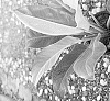 Araceae%20Philodendron%20%27Fire%20Moon%27