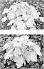 Heuchera%20hybrid%20%27Ball%20Gown%27