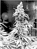 CANNABIS%20PLANT%20NAMED%20%27DRG1%27